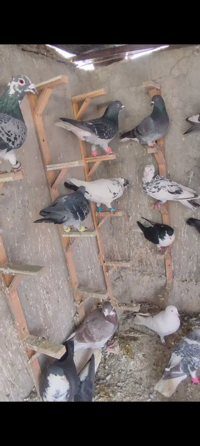 کفتر|پرنده|مشهد, آبکوه|دیوار