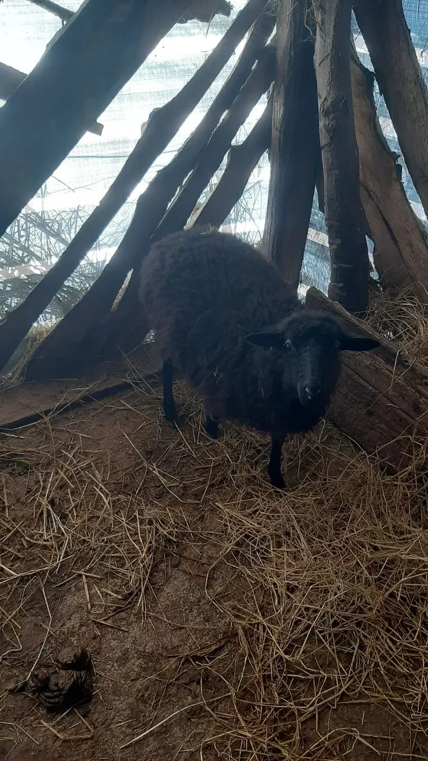 فروش گوسفند و بز|حیوانات مزرعه|کلاچای, |دیوار