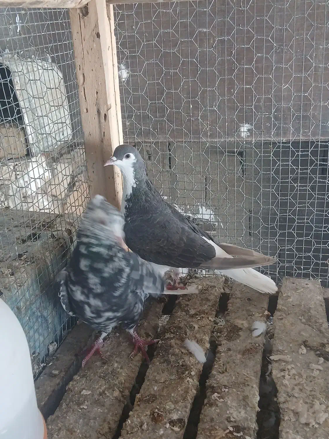 کبوتر|حیوانات|فیروزآباد (فارس), |دیوار