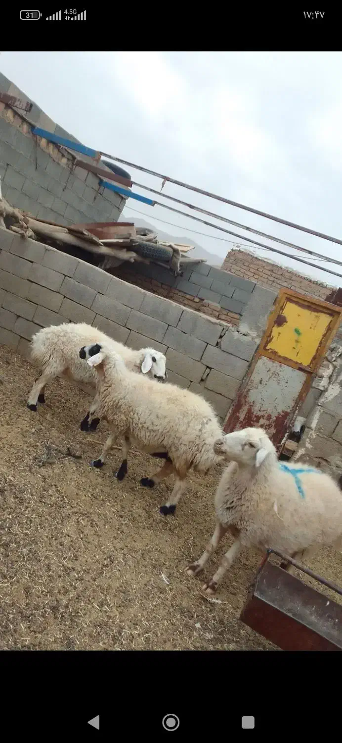 3راس میش|حیوانات مزرعه|زیرکوه, |دیوار