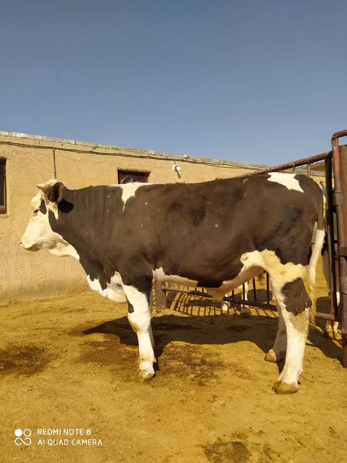 گوساله چاق سیمینتال|حیوانات مزرعه|فرمهین, |دیوار