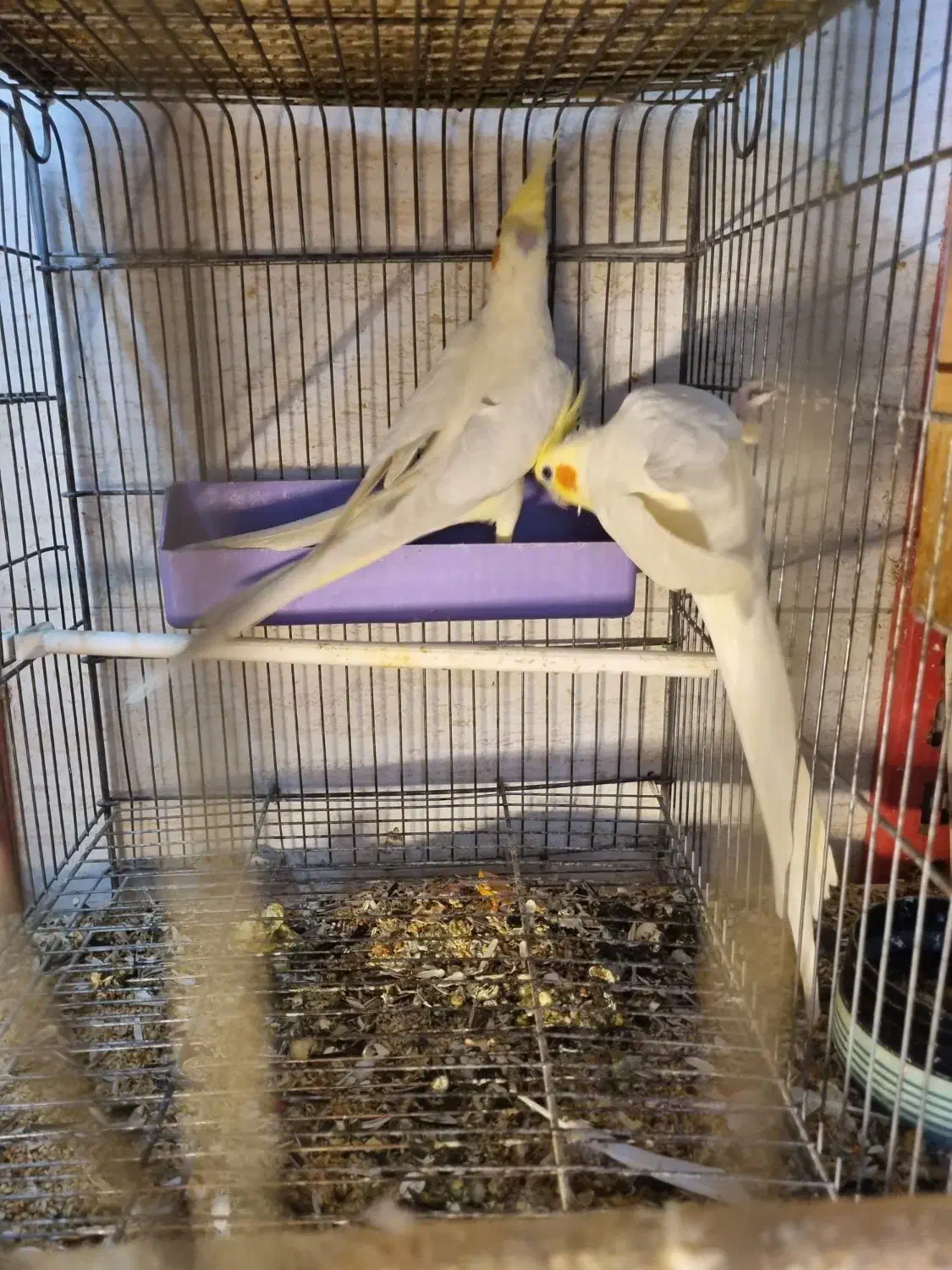 طوطی|پرنده|اردبیل, |دیوار