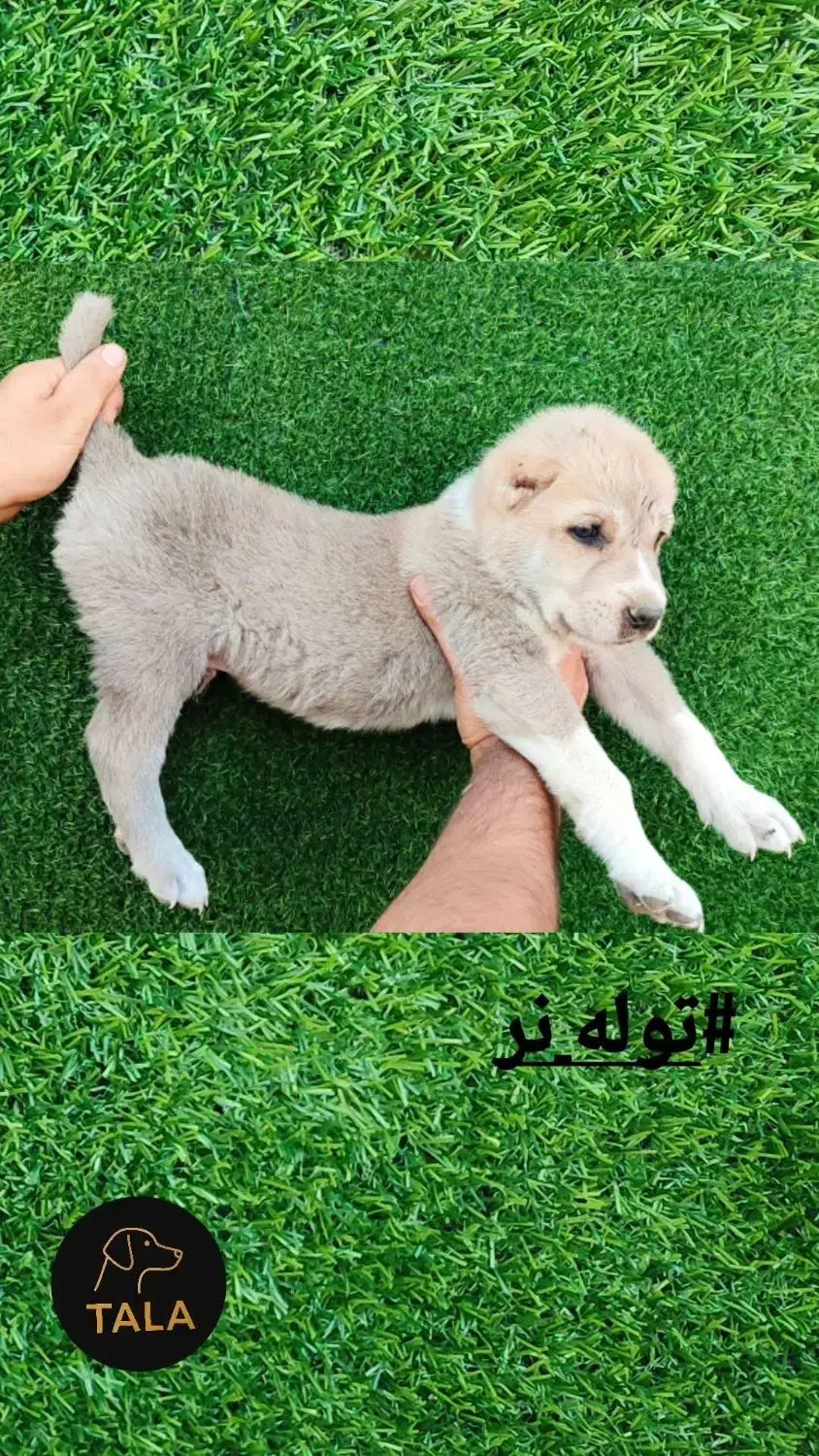 واگذاری|سگ|فردوس (خراسان), |دیوار