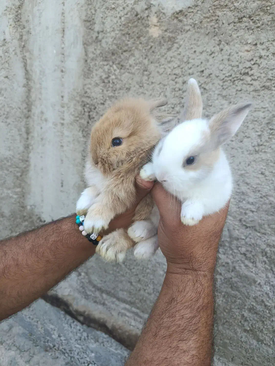 توله خرگوش|موش و خرگوش|بندر ماهشهر, |دیوار