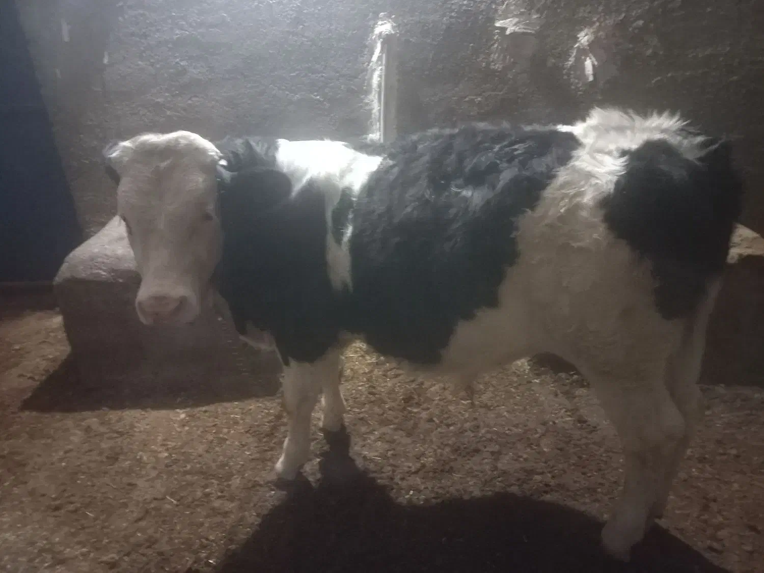 گوساله سمینتال|حیوانات مزرعه|دیواندره, |دیوار