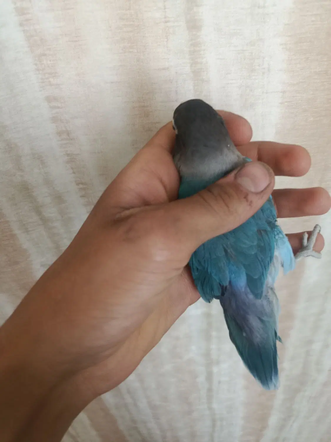 کوتوله|پرنده|اراک, |دیوار