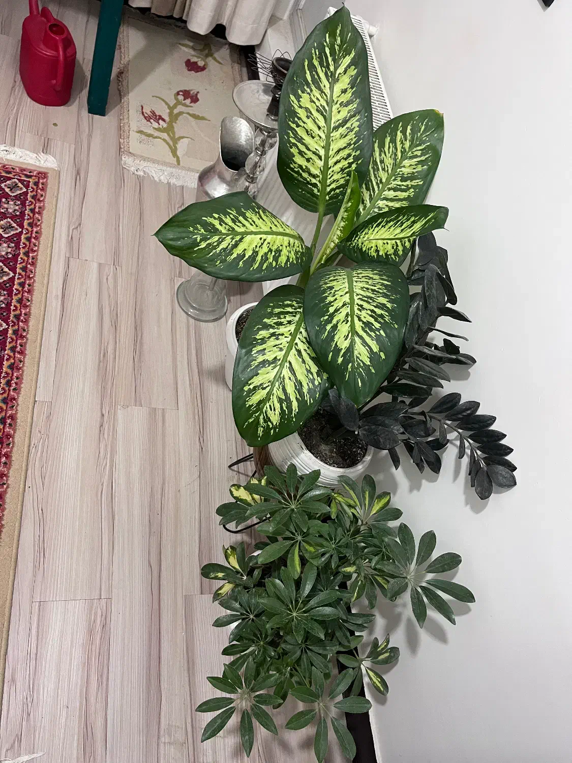 گل و گلدون|گل و گیاه طبیعی|قم, سالاریه|دیوار