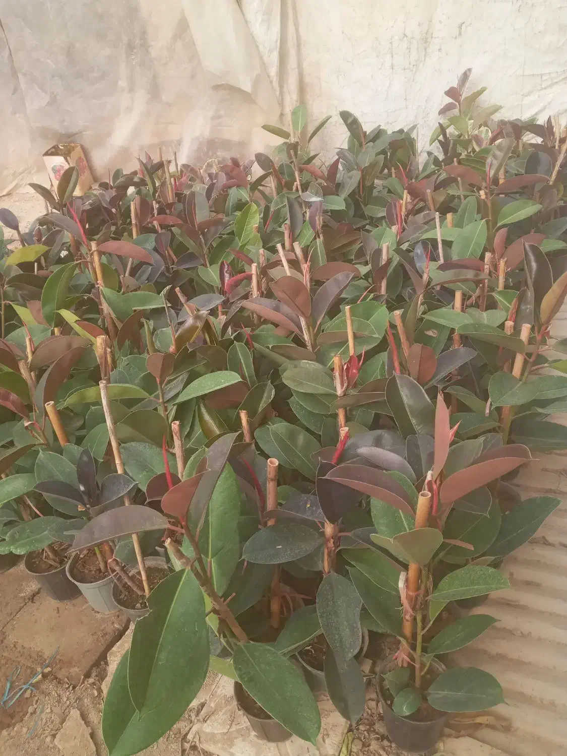 گل زینتی دونه ۱۲۰هزارحراج|گل و گیاه طبیعی|خمینی‌شهر, |دیوار