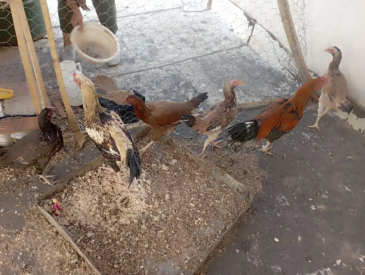 تعدادی مرغ خروس به قیمت مناسب|حیوانات مزرعه|سراوان, |دیوار