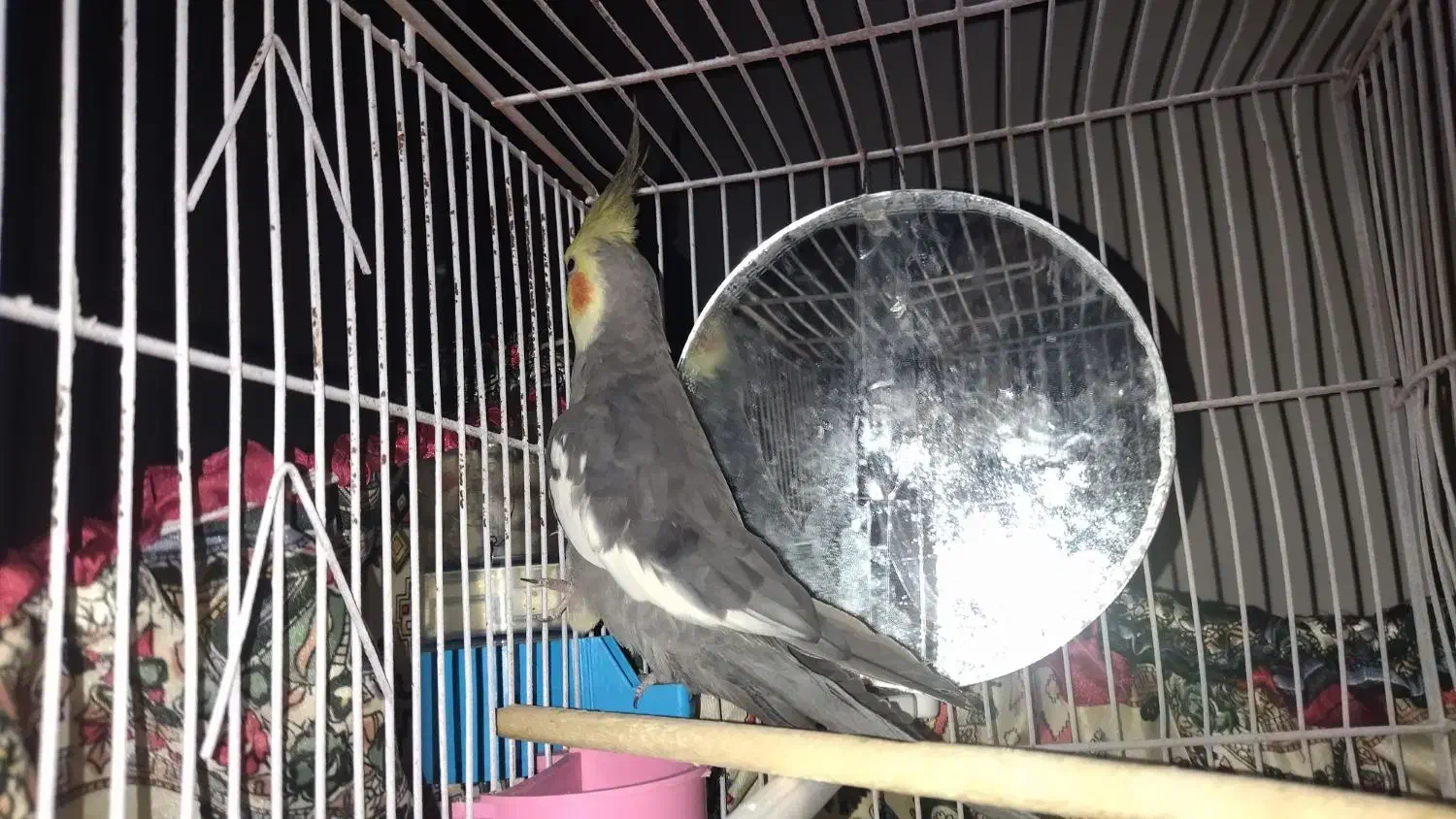 عروس هلندی|پرنده|حمیدیه, |دیوار