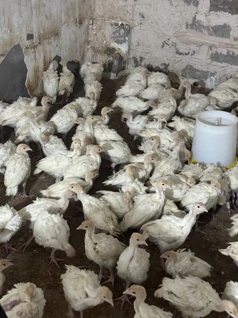 جوجه بوقلمون بیروتی سیکس یکماه وزن ۱.۵کیلو|حیوانات مزرعه|رفسنجان, |دیوار