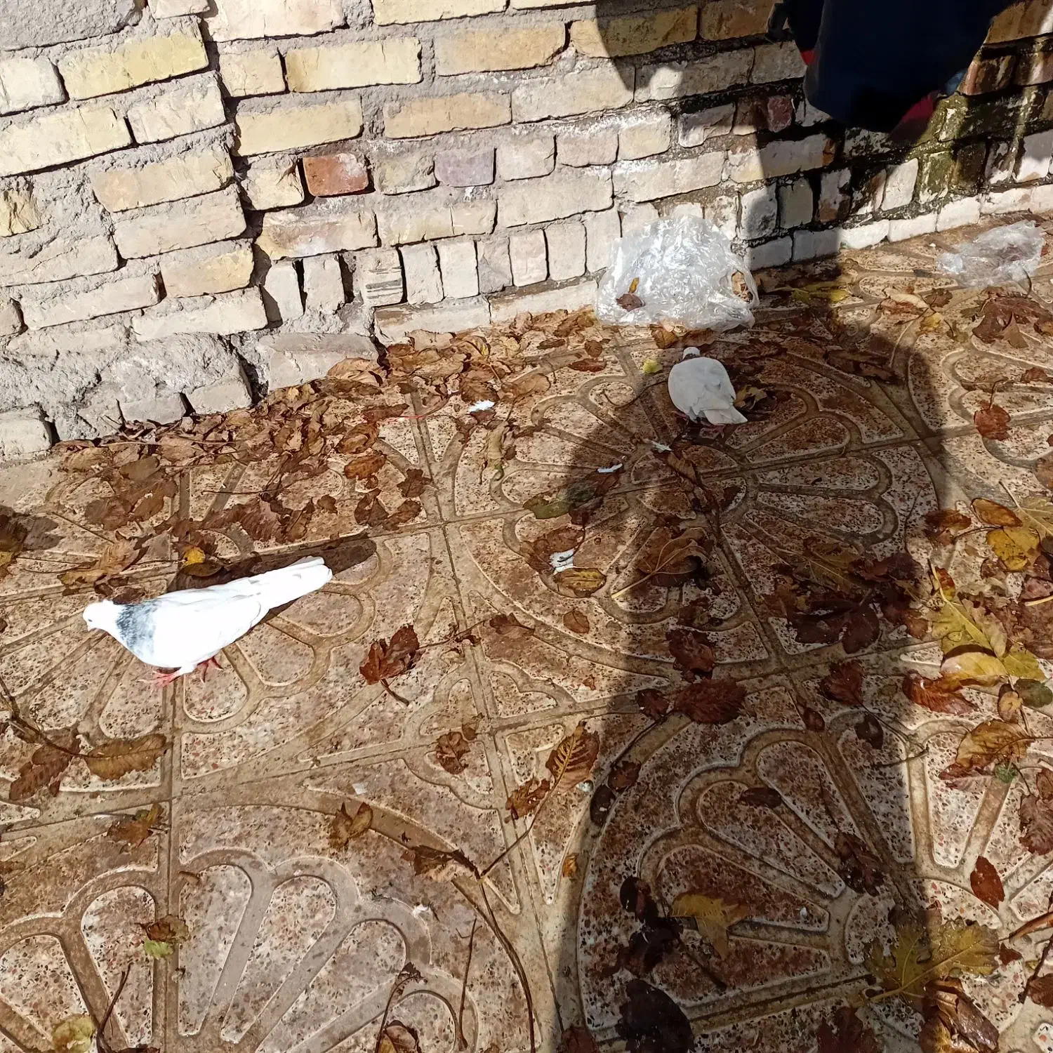 ۳ عدد طوقی بسیار زیبا|پرنده|قزوین, |دیوار