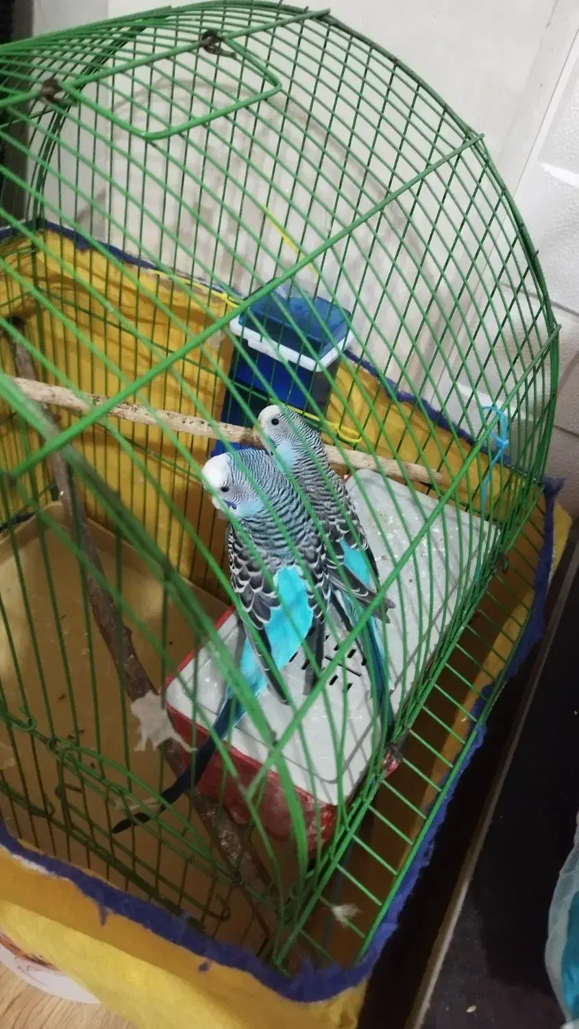 فروش جفت مرغ عشق جوان و سالم|پرنده|تهران, اوقاف|دیوار