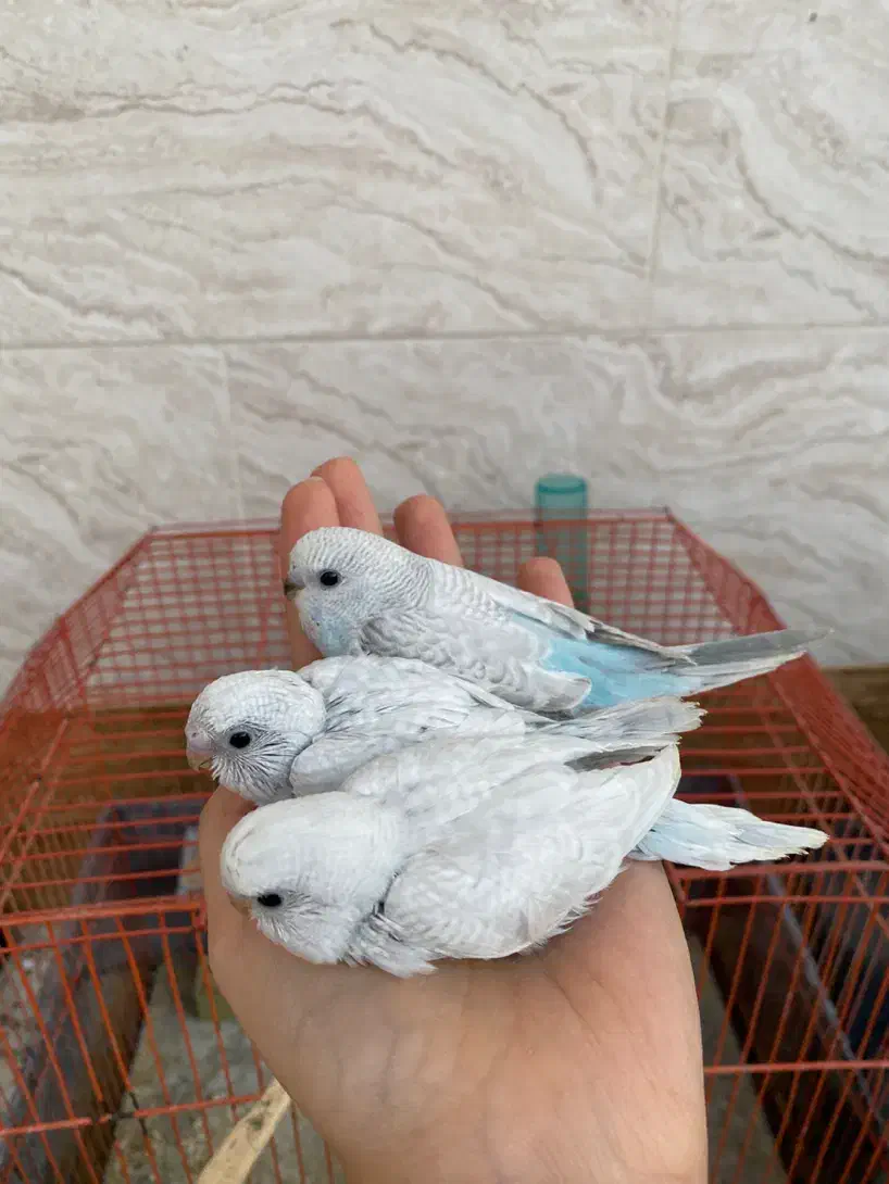 مرغ عشق|پرنده|بهبهان, |دیوار