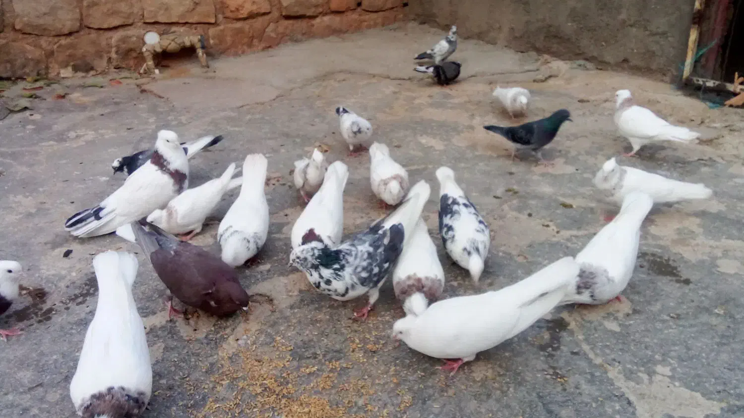 کبوتر|پرنده|ایوان, |دیوار