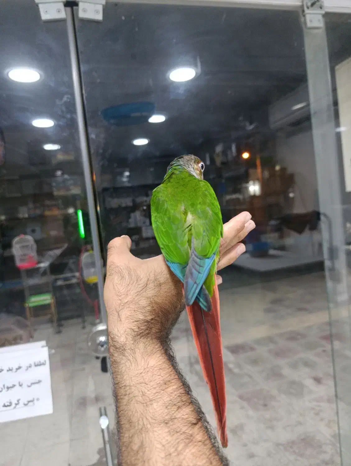 گرینچیک فوق رام و سخنگو و گرینچیک سرلاکی|پرنده|خورموج, |دیوار