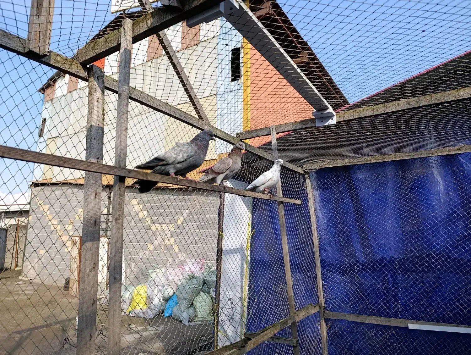 3عدد کبوتر جوان برای فروش|پرنده|رشت, حومه رشت|دیوار