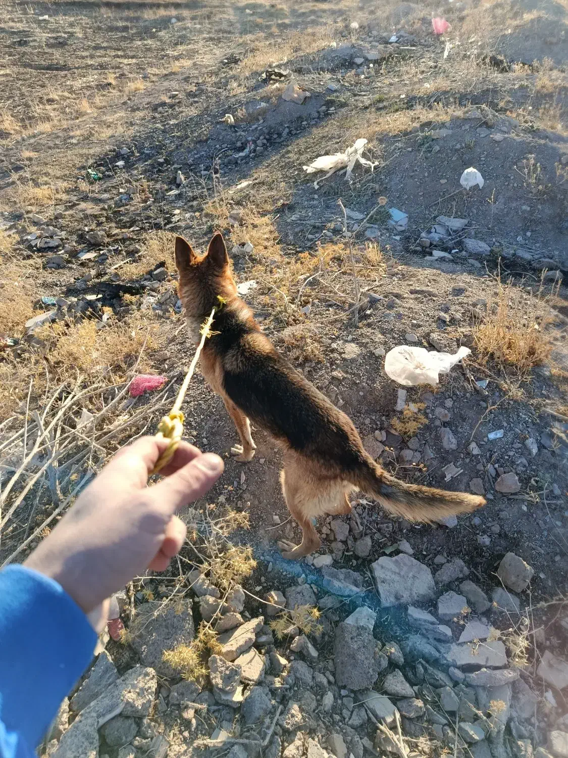 سگ ژرمن باهوش و با ادب حرف گوش کن قیم7|سگ|نورآباد, |دیوار