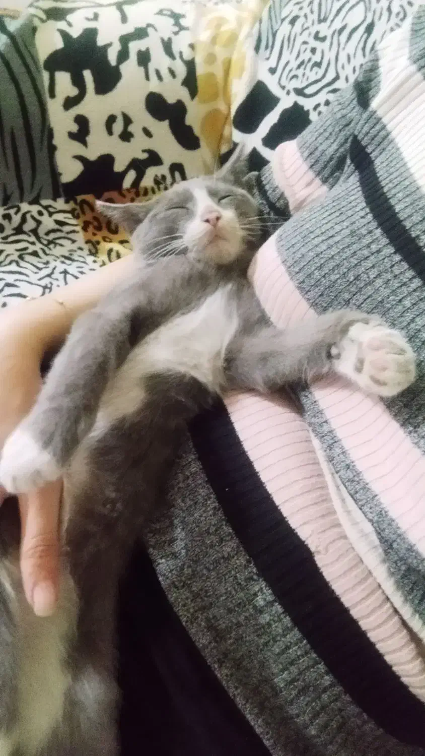 بچه گربه برتیش|گربه|ارومیه, |دیوار