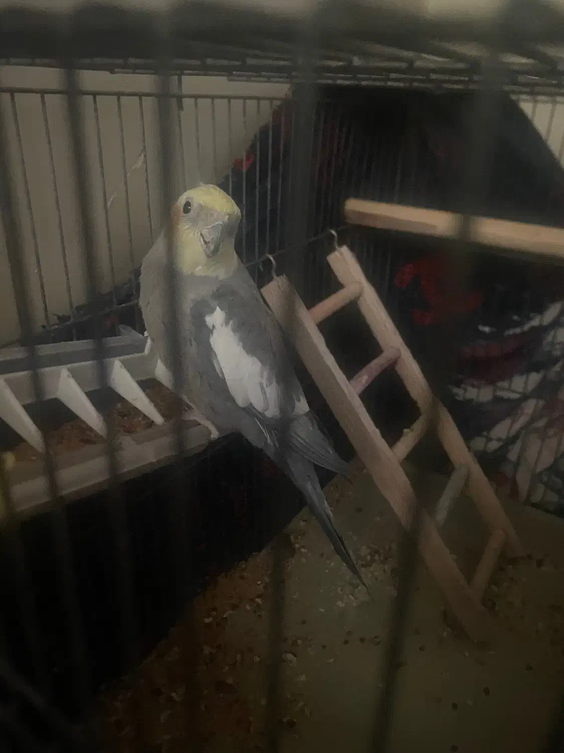 عروس هلندی نر|پرنده|خرمدره, |دیوار