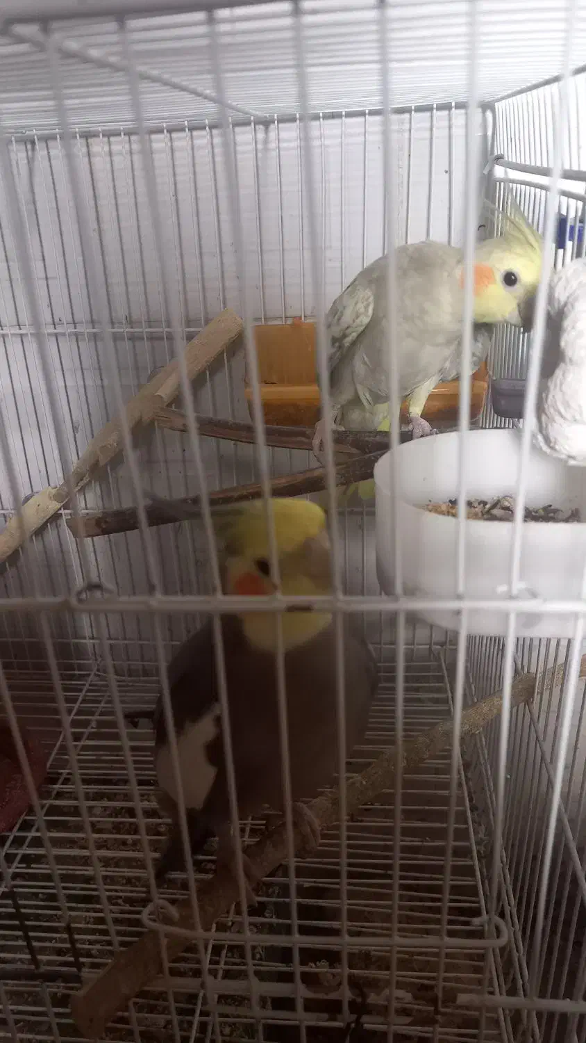 جفت عروس هلندی|پرنده|بردسکن, |دیوار