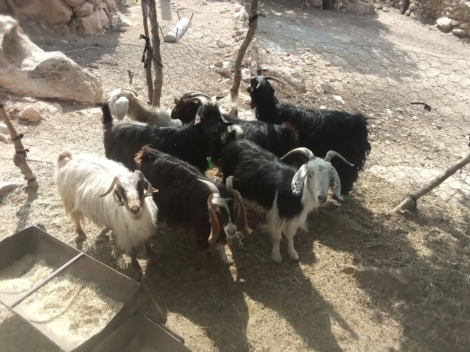 09169055593|سیمکارت|اهواز, آسیاباد|دیوار