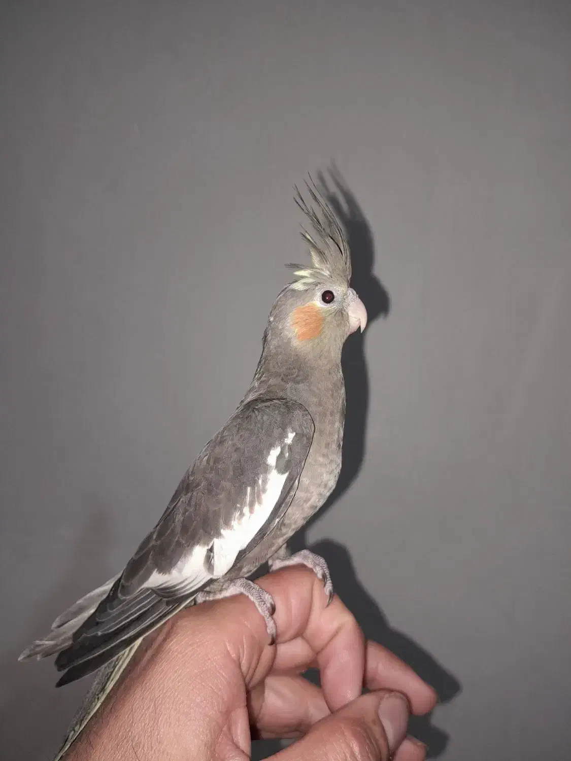 عروس هلندی اهلی،قابله معاوضه|پرنده|انزل, |دیوار