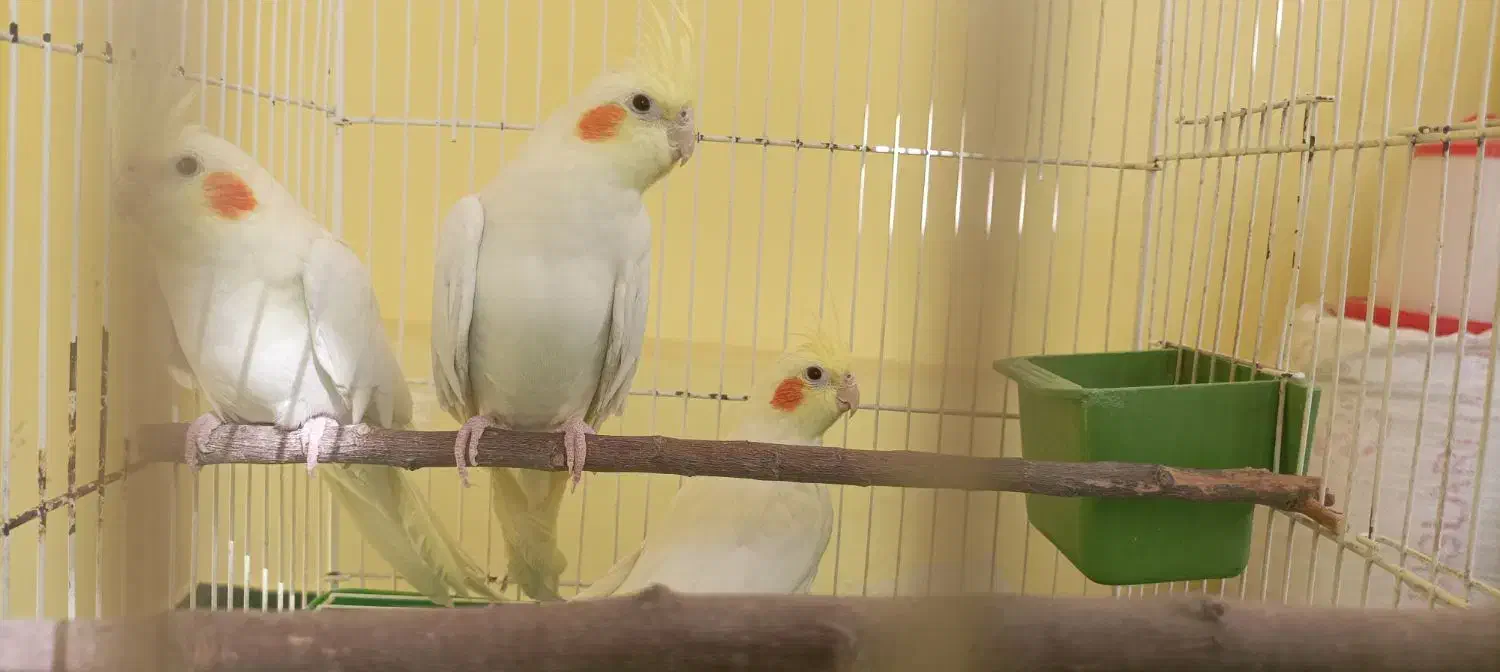 فروش یا معاوضه عروس هلندی ماده|پرنده|مشهد, وکیل‌آباد|دیوار