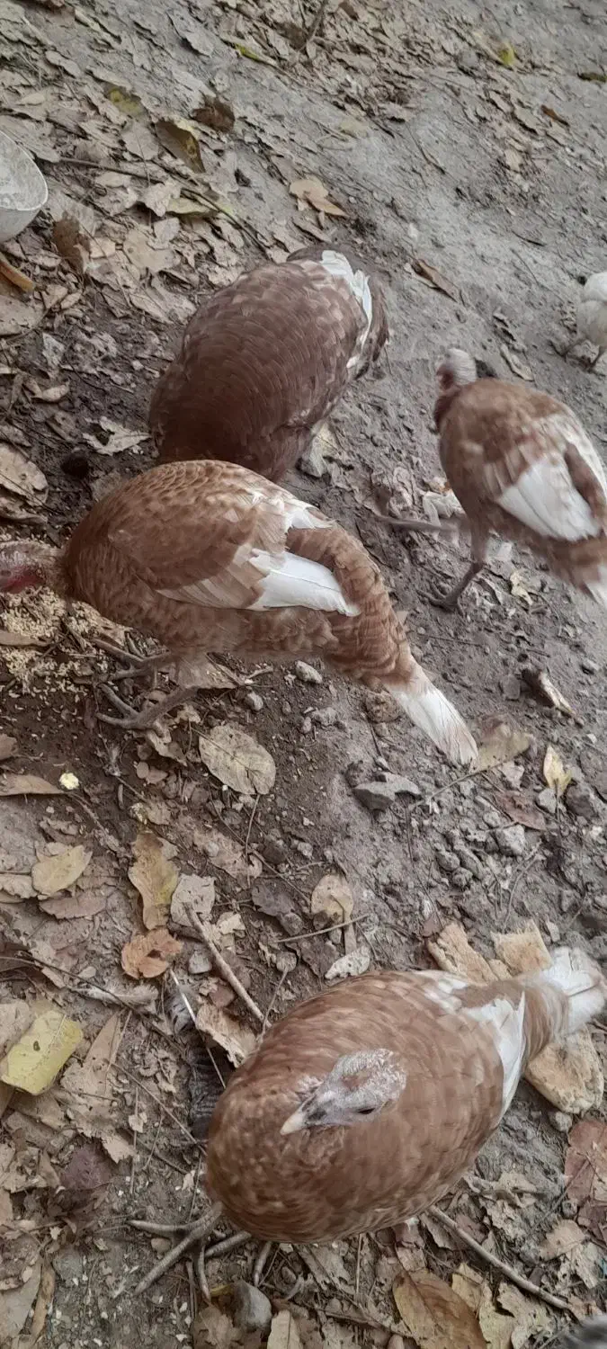 بوقلمون|حیوانات مزرعه|مشگین شهر, |دیوار