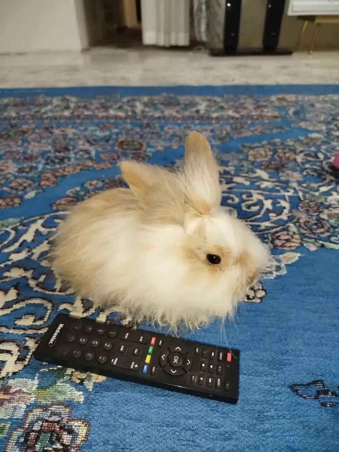 خرگوش لپی|موش و خرگوش|مشهد, انقلاب|دیوار