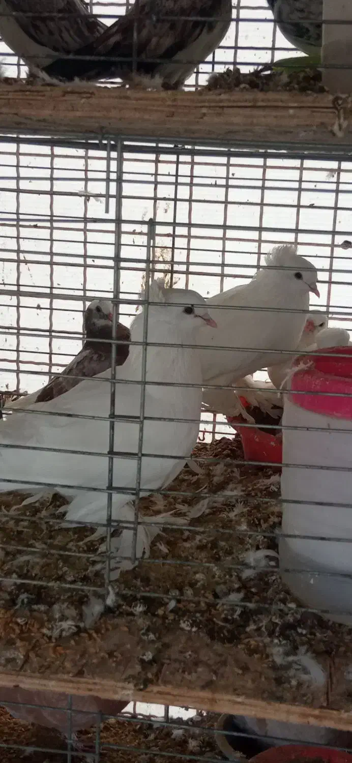 فروش چند طوق کبوتر زینتیی تعدادی کبوتر پرشی گرفتی|پرنده|رودهن, |دیوار