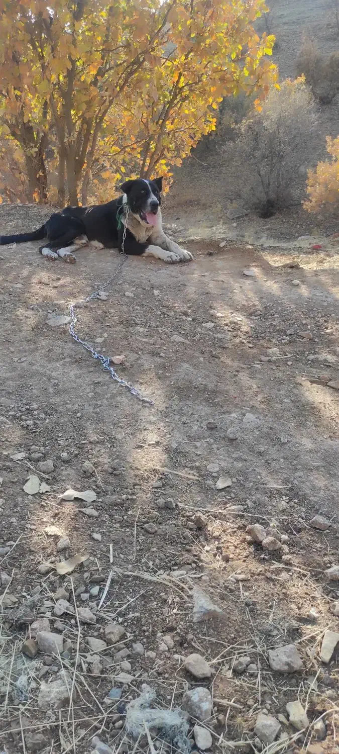 واگذاری سگ برای نسل کشی|سگ|کرمانشاه, |دیوار