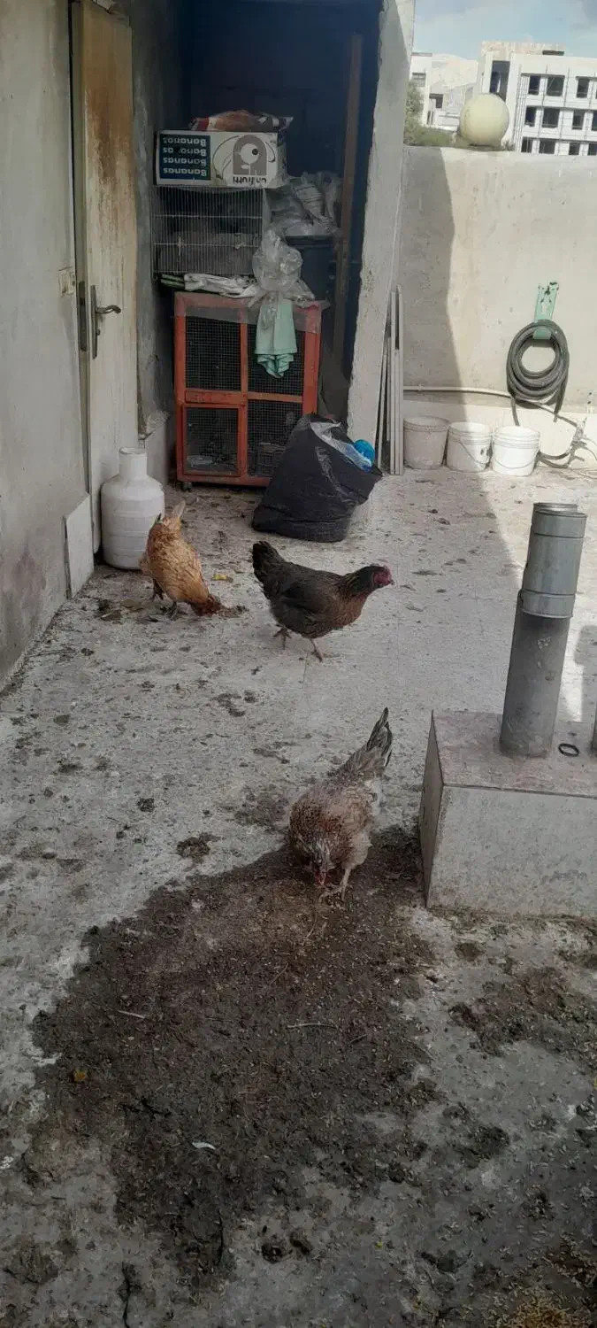 مرغ|حیوانات مزرعه|شهر ری, دولتآباد|دیوار