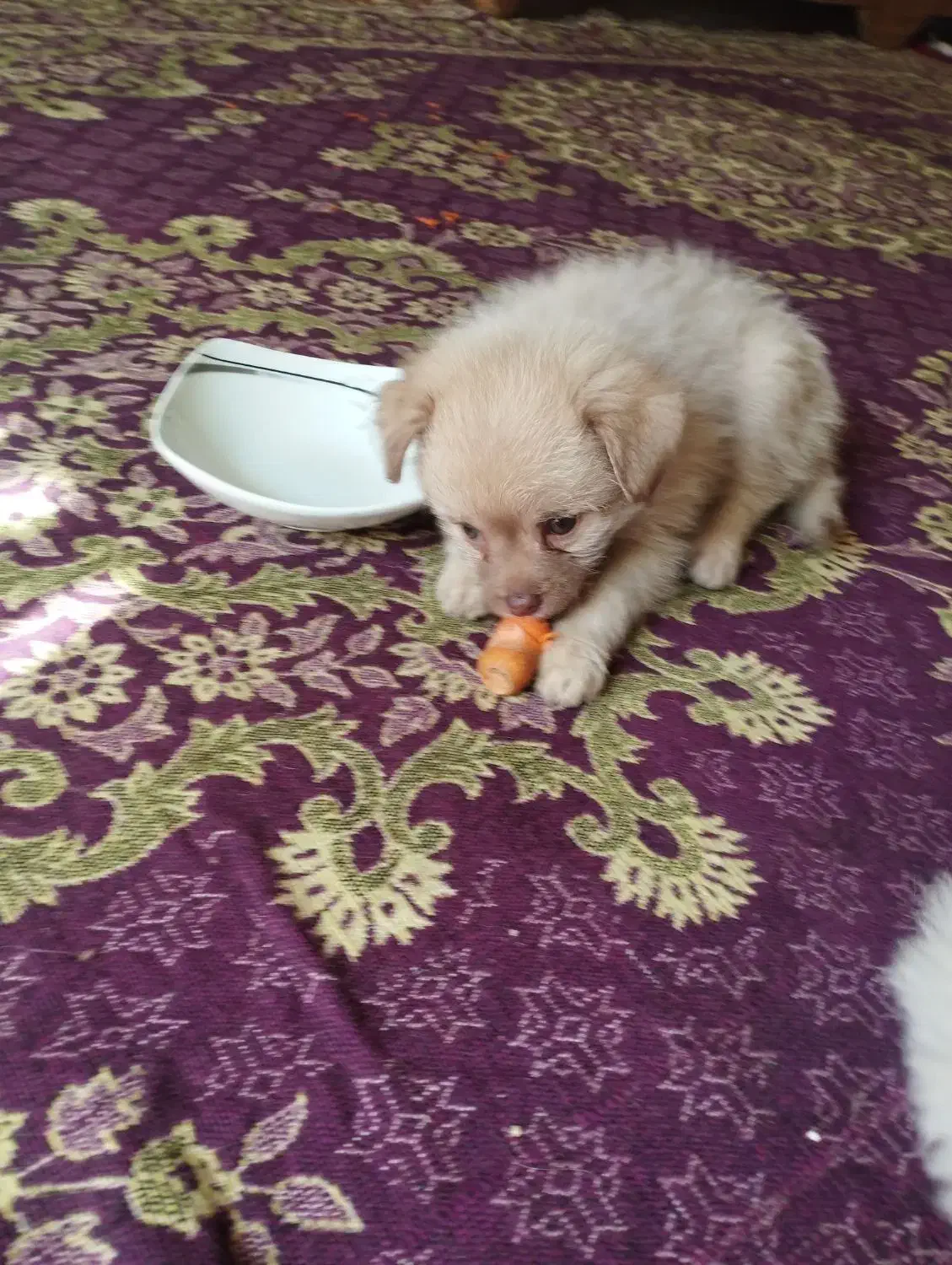 واگذاری سگ|سگ|کرمان, |دیوار