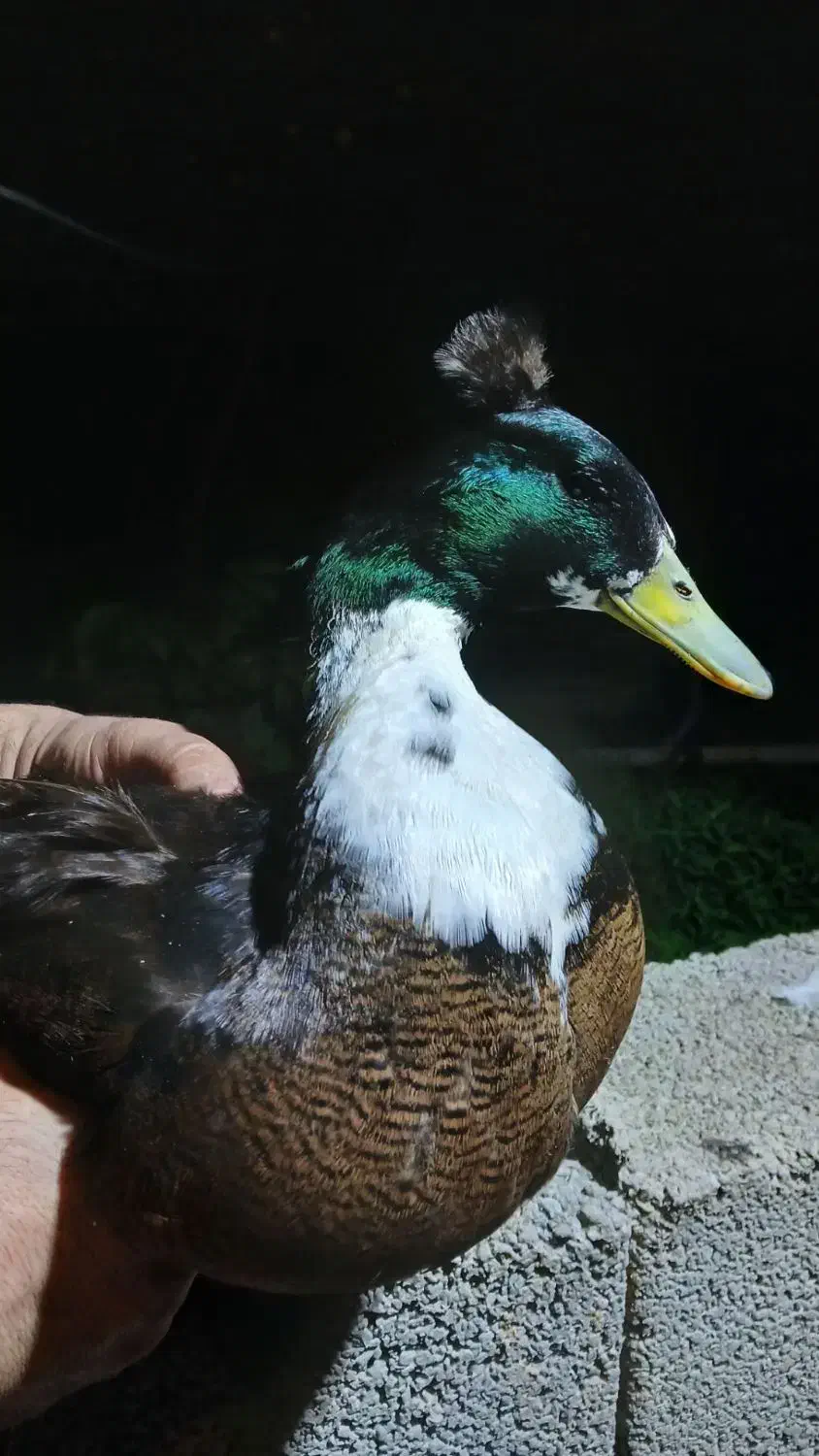 اردک کاکلی|حیوانات مزرعه|ماسال, |دیوار