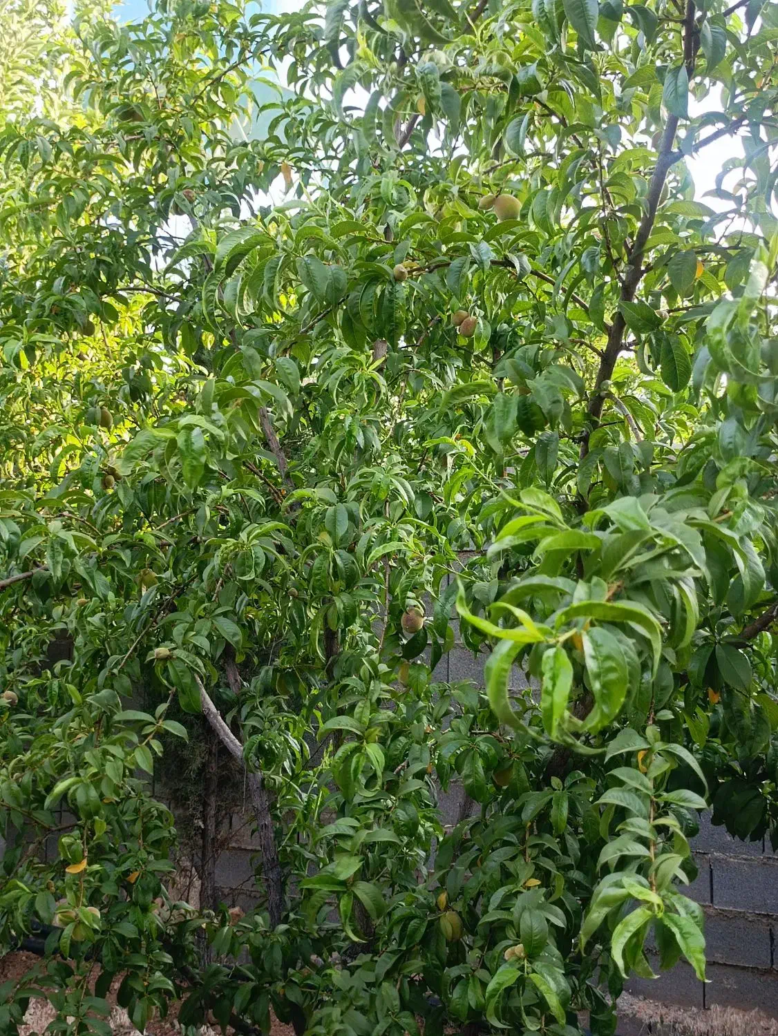 فروش باغ شهری در کودیان به قیمت دلالی|فروش زمین و ملک کلنگی|شیراز, کودیان|دیوار