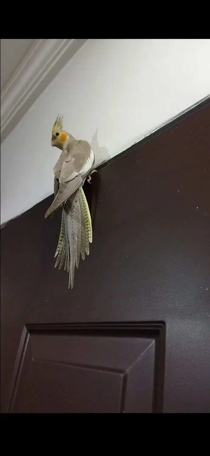 عروس هلندی ماده تخم گذار|پرنده|خلخال, |دیوار