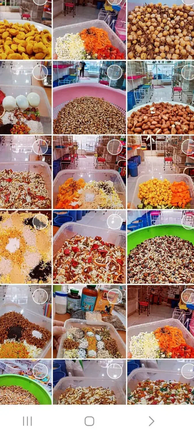 طوطی کده نوظهور ، اردبیل|پرنده|اردبیل, |دیوار