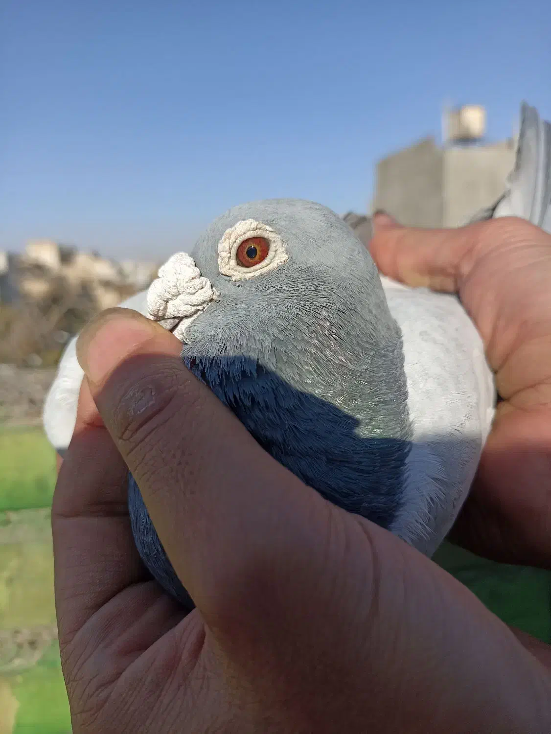 کبوتر مسافتی آلمانی|پرنده|مشهد, قائم|دیوار