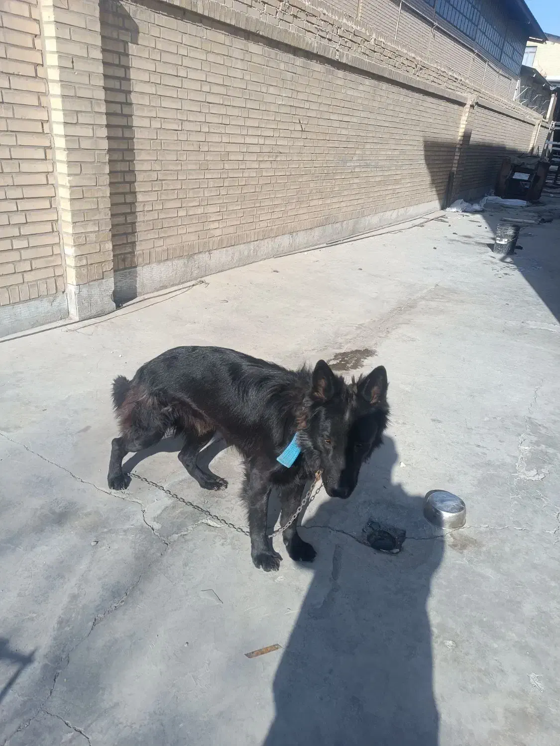 واگذاری یک قلاده ژرمن بلک|سگ|فشاپویه, |دیوار