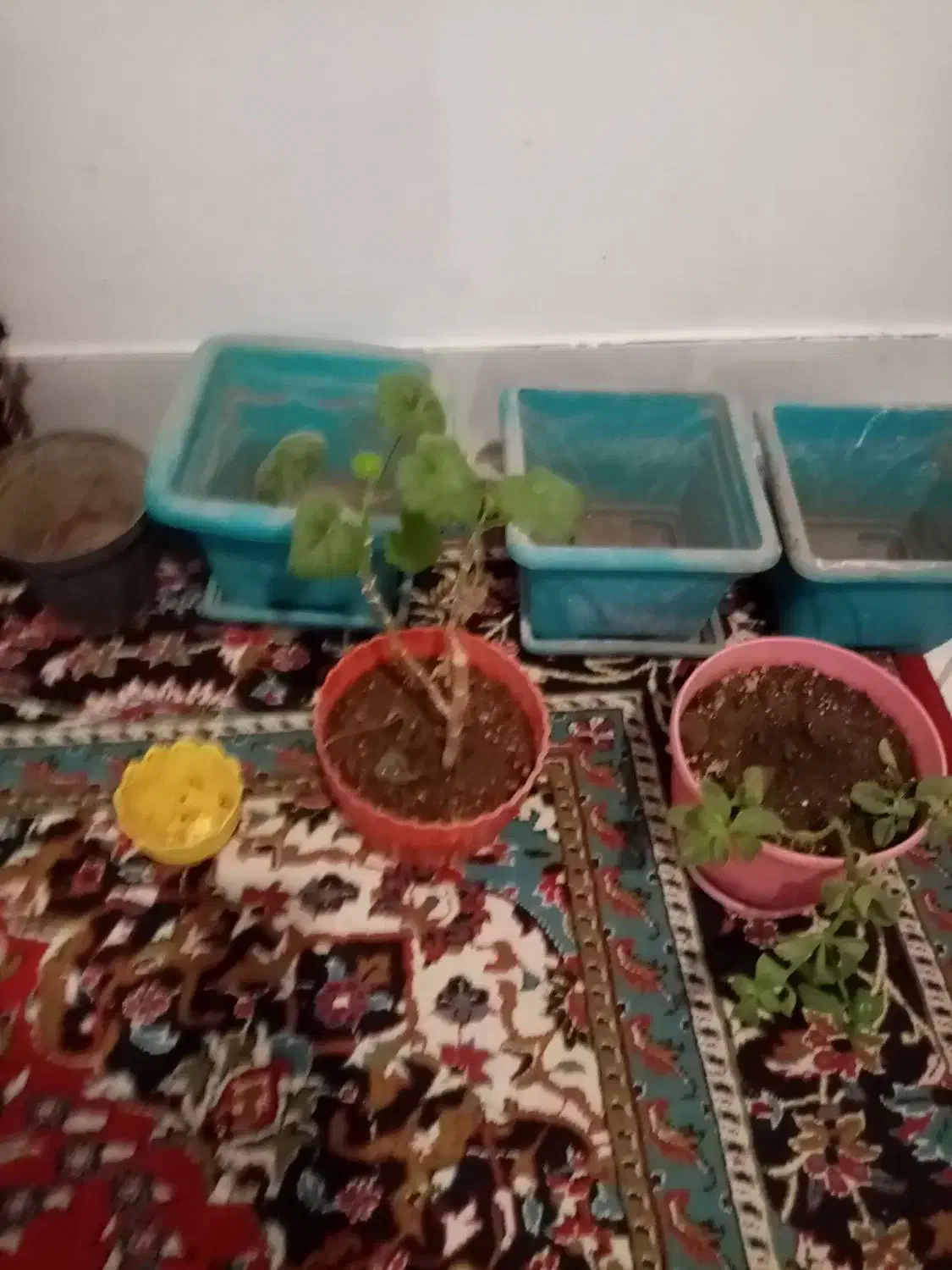 گل شاداب گلدان6تا|گل و گیاه طبیعی|نیشابور, هفده شهریور|دیوار