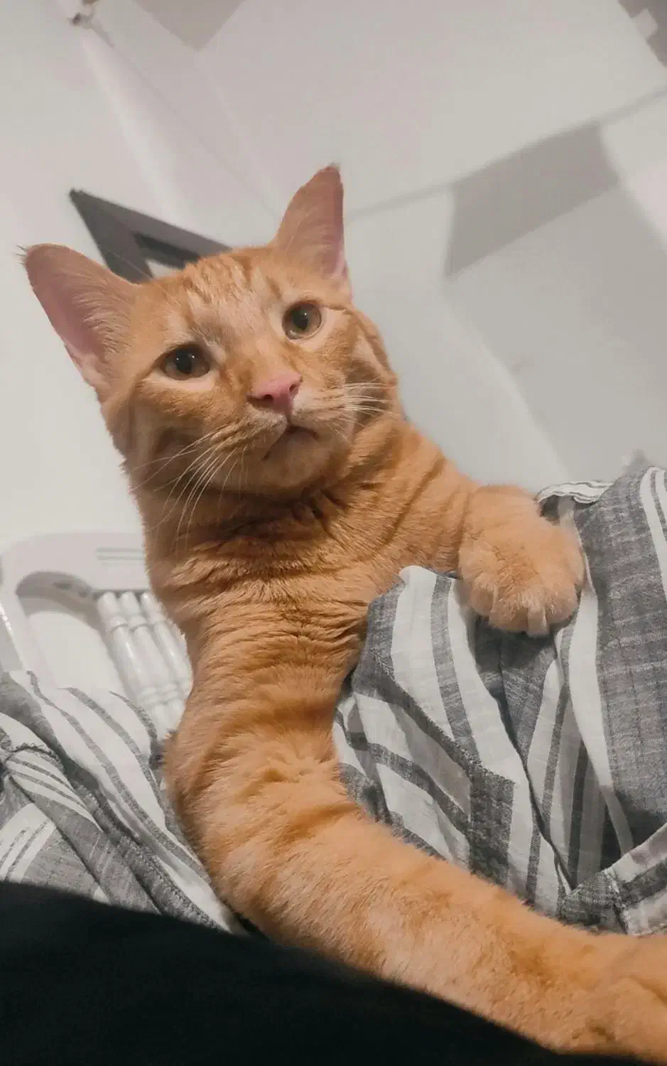 واگذاری رایگان گربه|گربه|مشهد, چهارچشمه|دیوار