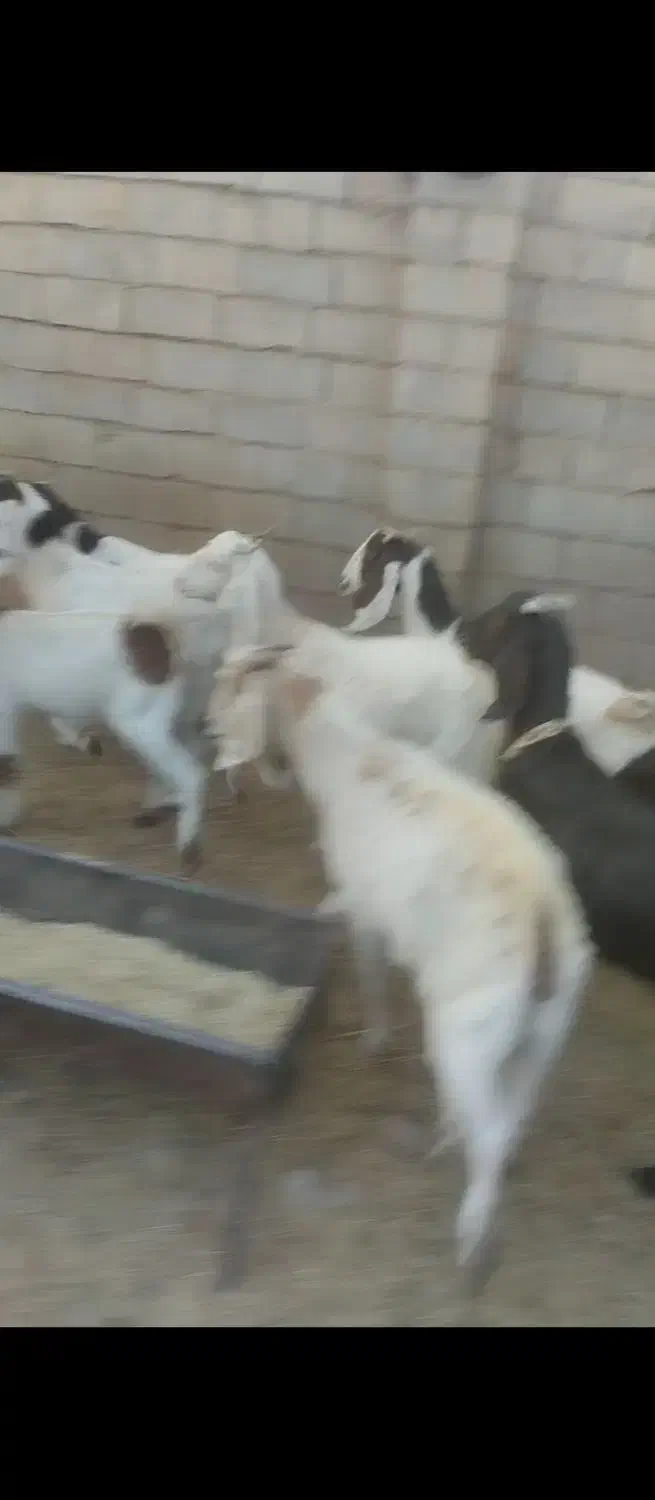 بز پاکستانی ابستن|حیوانات مزرعه|بردسکن, |دیوار