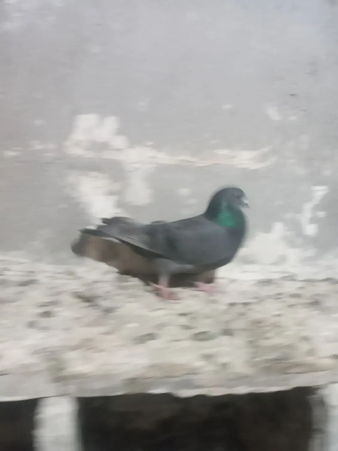 طوقی نر|پرنده|نیر (اردبیل), |دیوار