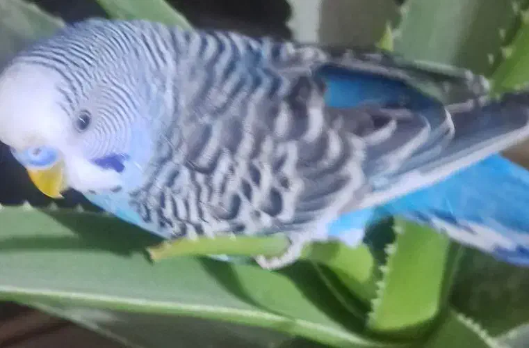 مرغ عشق|پرنده|تبریز, |دیوار