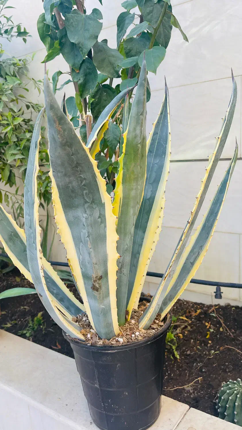 گل اگو|گل و گیاه طبیعی|گنبد کاووس, |دیوار