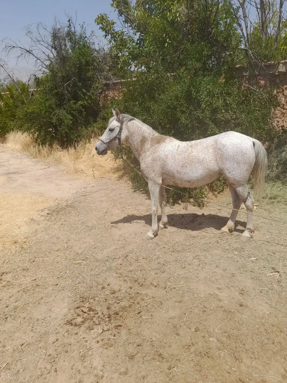 اسب مادیون|اسب و تجهیزات اسب‌سواری|شیراز, بید زرد|دیوار