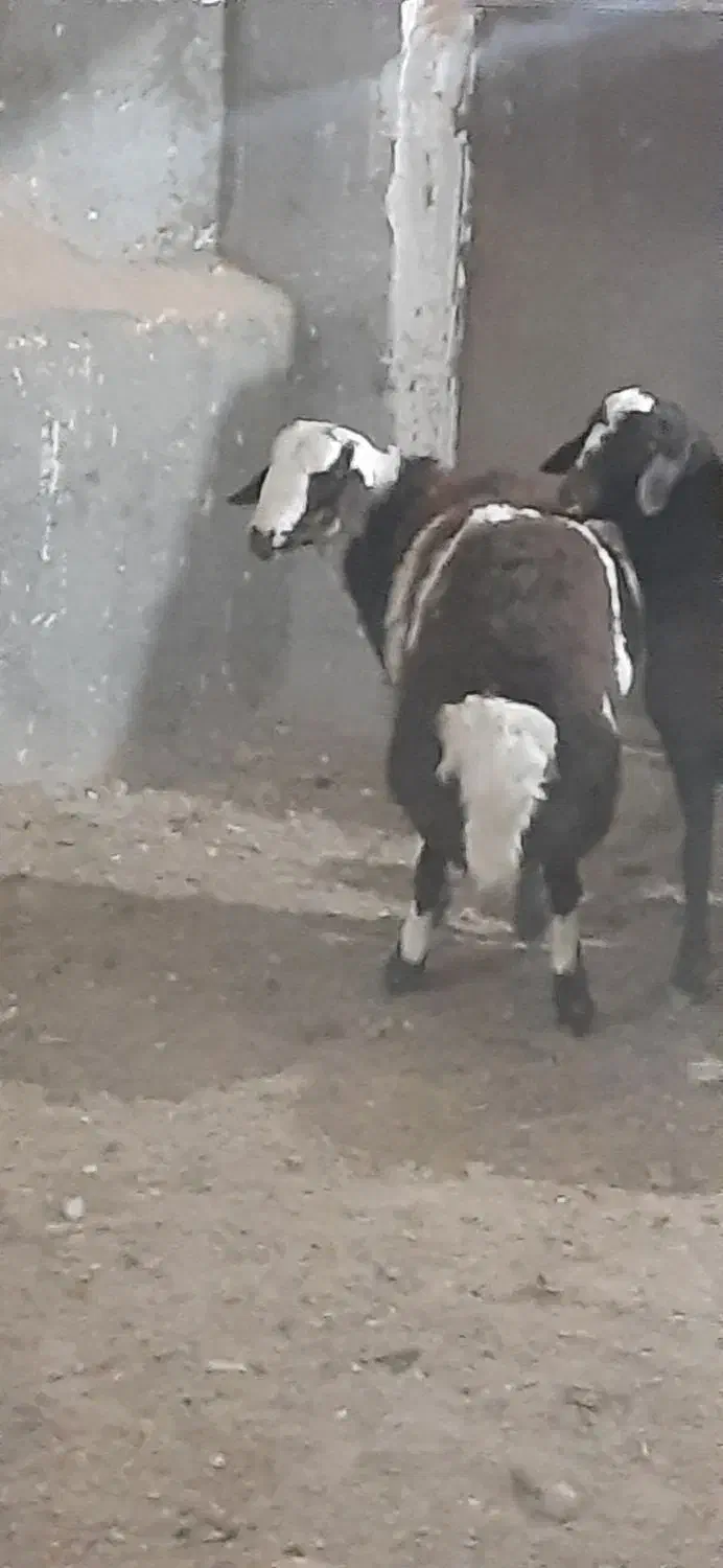 بره قوچی|حیوانات مزرعه|تربت جام, جلگه موسی آباد|دیوار