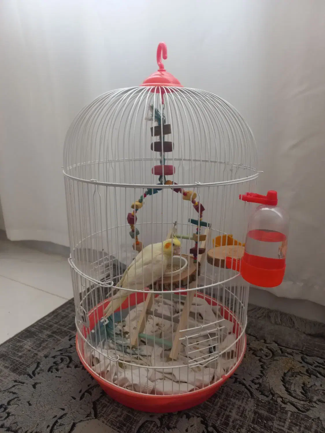 قفس گرد پرنده|لوازم جانبی حیوانات|مرودشت, ژیان|دیوار