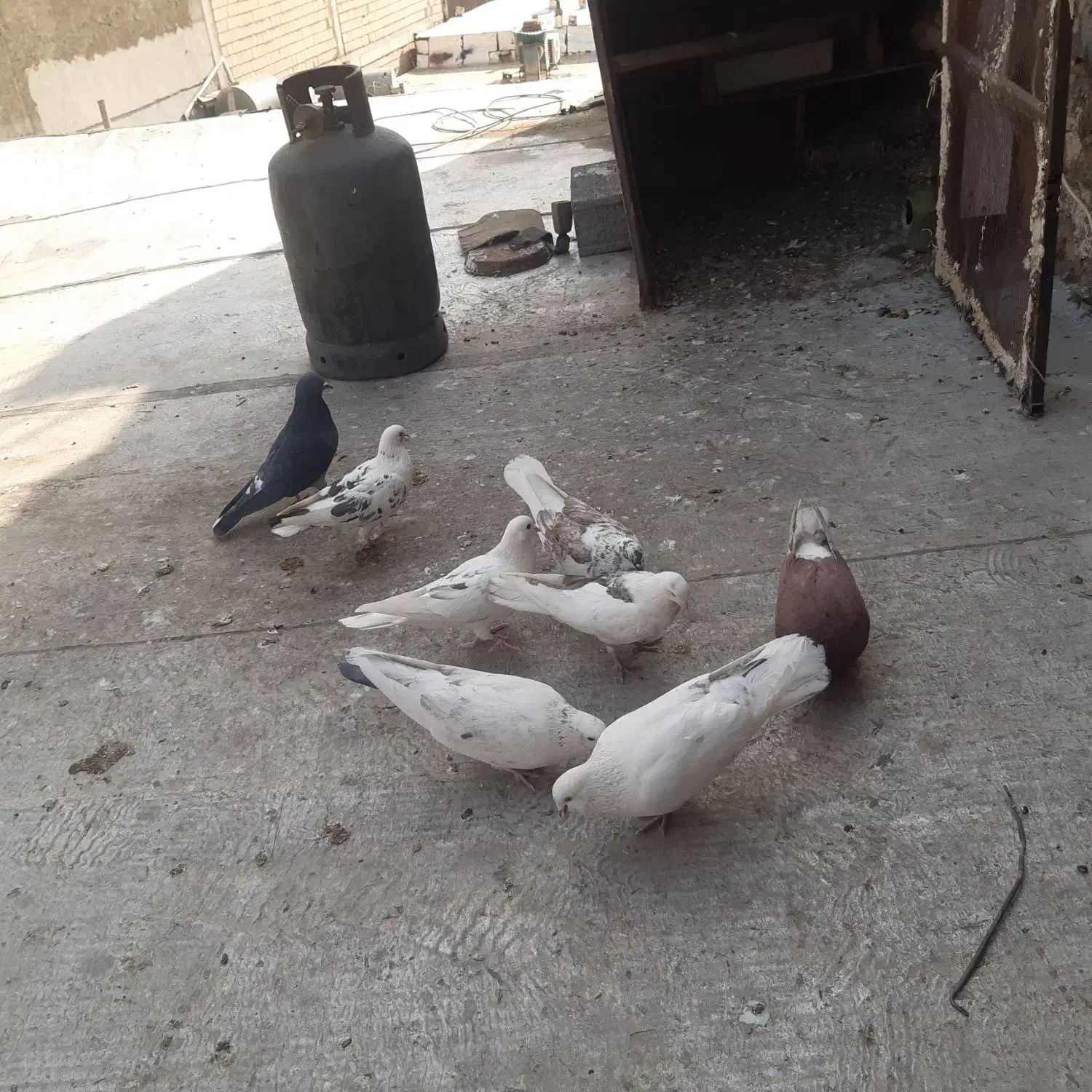 کبوتر|پرنده|بومهن, |دیوار